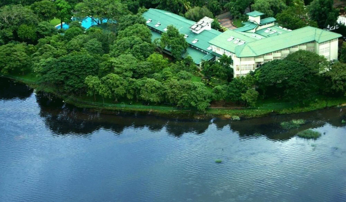 සුදු අරලියා